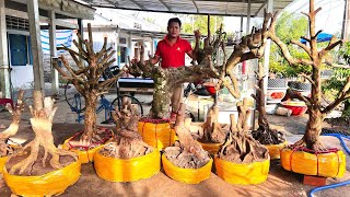 MAI TỨ QUÝ MAI VÀNG Phôi Khế O352532959 CÓ ngày 552O24  bonsai Can Tho [upl. by Haimes]