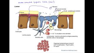 Mucosa associated lymphatic tissue [upl. by Calley309]