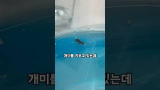 여왕개미 키우기 2탄 개미 키우기 곤충 [upl. by Albie]