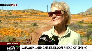 Namaqualand daisies bloom ahead of spring [upl. by Dwan]