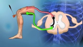 Bewegungssystem Reflexe  Trailer Schulfilm Biologie [upl. by Aikenahs]