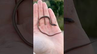 Absurdly Tiny Baby Legless Lizard [upl. by Norty290]