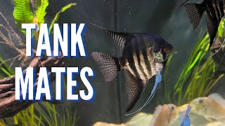 Top 10 Tank Mates for Freshwater Angelfish [upl. by Hoopen80]