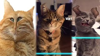 Time Warp Scan Pets TikTok Compilation 2022  JoysPets [upl. by Myrtie675]