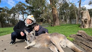 Travel with kids to Adelaide  Feed Kangaroos at wildlife park  Mount Lofty Summit  Hahndorf Inn [upl. by Persis]