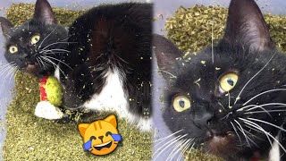 Funny Cats React to Catnip 2021 TikTok Compilation 🙀  Cat 2021  JoysPets [upl. by Roselani210]