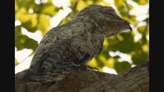 Great Potoo Nyctibius grandis Call [upl. by Parrisch144]