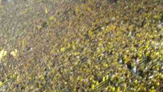 Die gelbe Wand tanzt  BVB 20 FCB  3102010 [upl. by Nirb]