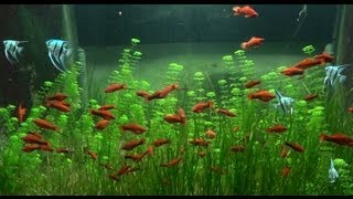 Red Swordtails School in 2800L Tank [upl. by Nalced]