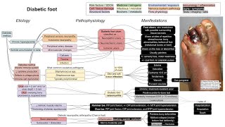 Diabetic foot mechanism of disease [upl. by Ameerak]