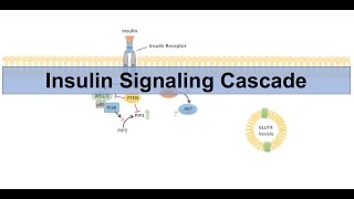 Insulin Signaling Cascade and Downstream Effects  Biochemistry Lesson [upl. by Aveline211]