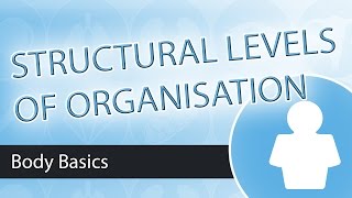 Levels of Structural Organisation [upl. by Cirtemed]