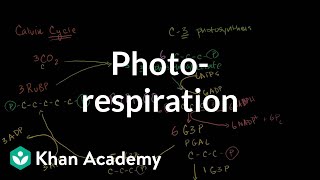 Photorespiration [upl. by Niel]