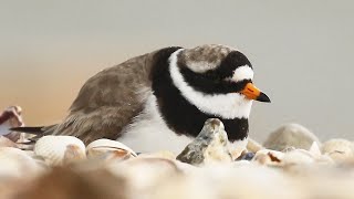 A Close Look at Common Ringed Plovers at Shellness Beach  Charadrius hiaticula [upl. by Ahsieat]