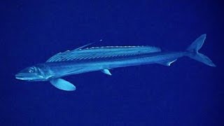 Facts The Lancetfish [upl. by Nedroj]