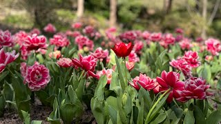 ARALUEN Botanic Park [upl. by Teria]