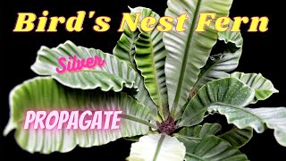 How to Propagate Birdsnest Fern Silver at Home  Paano magParami ng Birdsnest Fern sa Bahay [upl. by Alleiram]