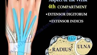 Anatomy Of The Dorsal Aspect Of The Wrist  Everything You Need To Know  Dr Nabil Ebraheim [upl. by Megdal]