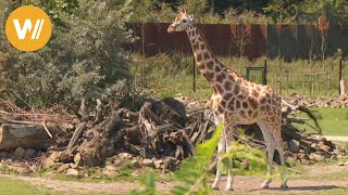 Giraffe  Unsere Tierwelt Kurze Tierdokumentation [upl. by Ricardama804]