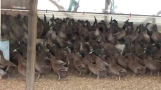 Buy Order Ducklings  Khaki Campbell Ducks  Metzer Farms [upl. by Nymsaj]