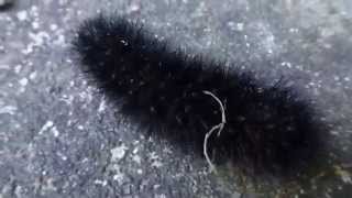 Wooly Worm [upl. by Alisa]