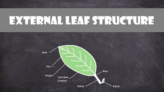 External Leaf Structure  Plant Biology [upl. by Aronal]