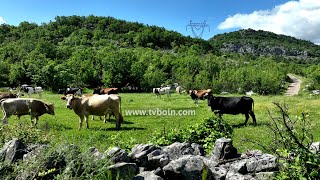 AKTUALE  Prëtash Sinishtaj një histori suksesi në blegtori [upl. by Inot]