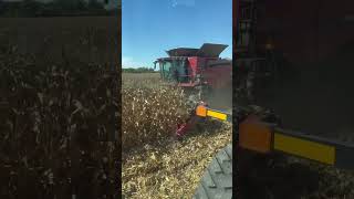 Harvest corn 2024 subscribe ￼￼ [upl. by Westbrook]