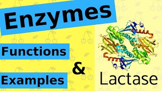 What are Enzymes amp How Do They Work [upl. by Aniat]