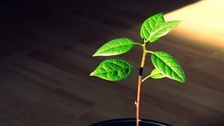 Pruning an indoor Avocado Tree [upl. by Yolane271]