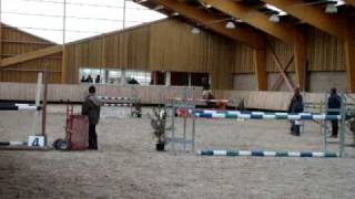 pur sang anglais galopeur cso thoroughbred [upl. by Umeh]