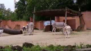 Zoo Hannover  Bootsfahrt durch Sambesi HD [upl. by Nohtanoj]