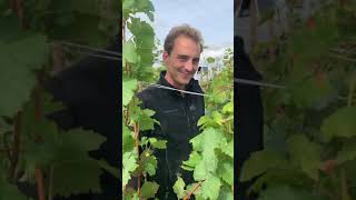 In the vineyards with Charles Lachaux from Domaine ArnouxLachaux [upl. by Prue]