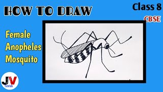 female anopheles mosquito diagramfemale anopheles mosquito drawing class 8 [upl. by Hildagard]