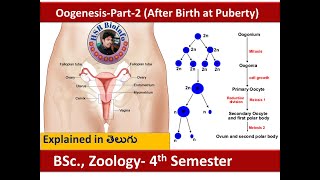 Oogenesis after birth  Gametogenesis  Embryology  How egg cells are produced  HSR Bioinfo [upl. by Ilatfen738]