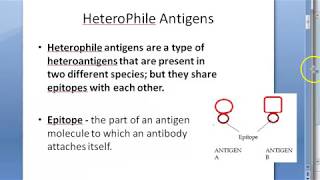 Microbiology 124 a HeteroPhile Antigens Epitope Weil Felix Reaction Paul Bunnell Cold Agglutination [upl. by Eerej]