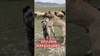 KARAKIRÇIL VE BOZ KANGAL KARŞI KARŞIYA kangal anadoluaslanı karakırçılkangal çobanköpeği [upl. by Roma]