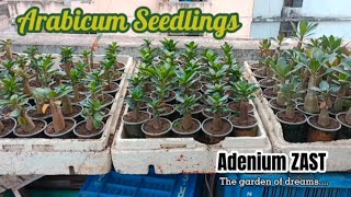 Adenium Arabicum Seedlings [upl. by Analaf]