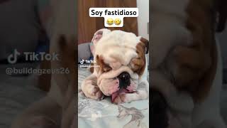 Soy fastidioso 🐕🦮 [upl. by Calondra]