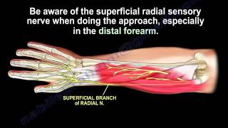 Anatomy Of The Brachioradialis Muscle  Everything You Need To Know  Dr Nabil Ebraheim [upl. by Roel]