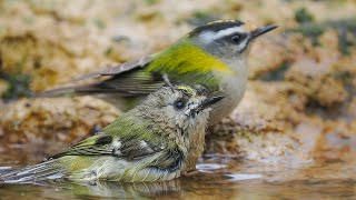 Birding Catalonia Common firecrest amp goldcrest bathe [upl. by King]