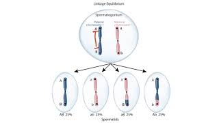 USMLE Step 1 Linkage Disequilibrium [upl. by Ecnarwal937]