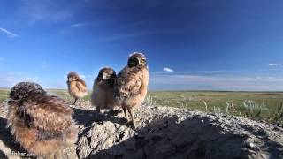 Adorable Burrowing Owl Chicks [upl. by Pheni234]