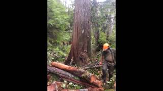 Cedar felling Tree full of water [upl. by Ronnoc622]