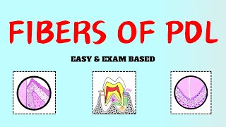 Principal Fibers of Periodontal Ligament  PDL fibers [upl. by Dawn]