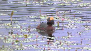 Slavonian Grebe  Podiceps auritus [upl. by Tegdig799]