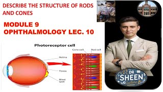 DESCRIBE THE STRUCTURE OF RODS AND CONES [upl. by Casimir]