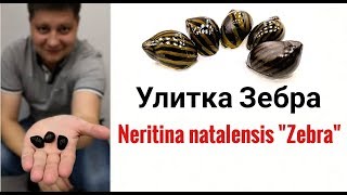 Улитка Зебра Neritina Zebra [upl. by Bud]