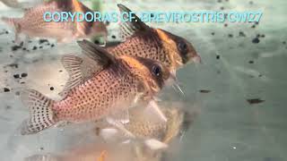 Corydoras cf brevirostris CW27 [upl. by Tobey]