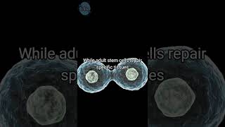 Stem Cells Natures Healing Power in 20 Seconds stemcells science ks3 [upl. by Nyltiac]